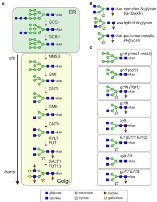 Recent Developments in Deciphering the Biological Role of Plant Complex N-Glycans